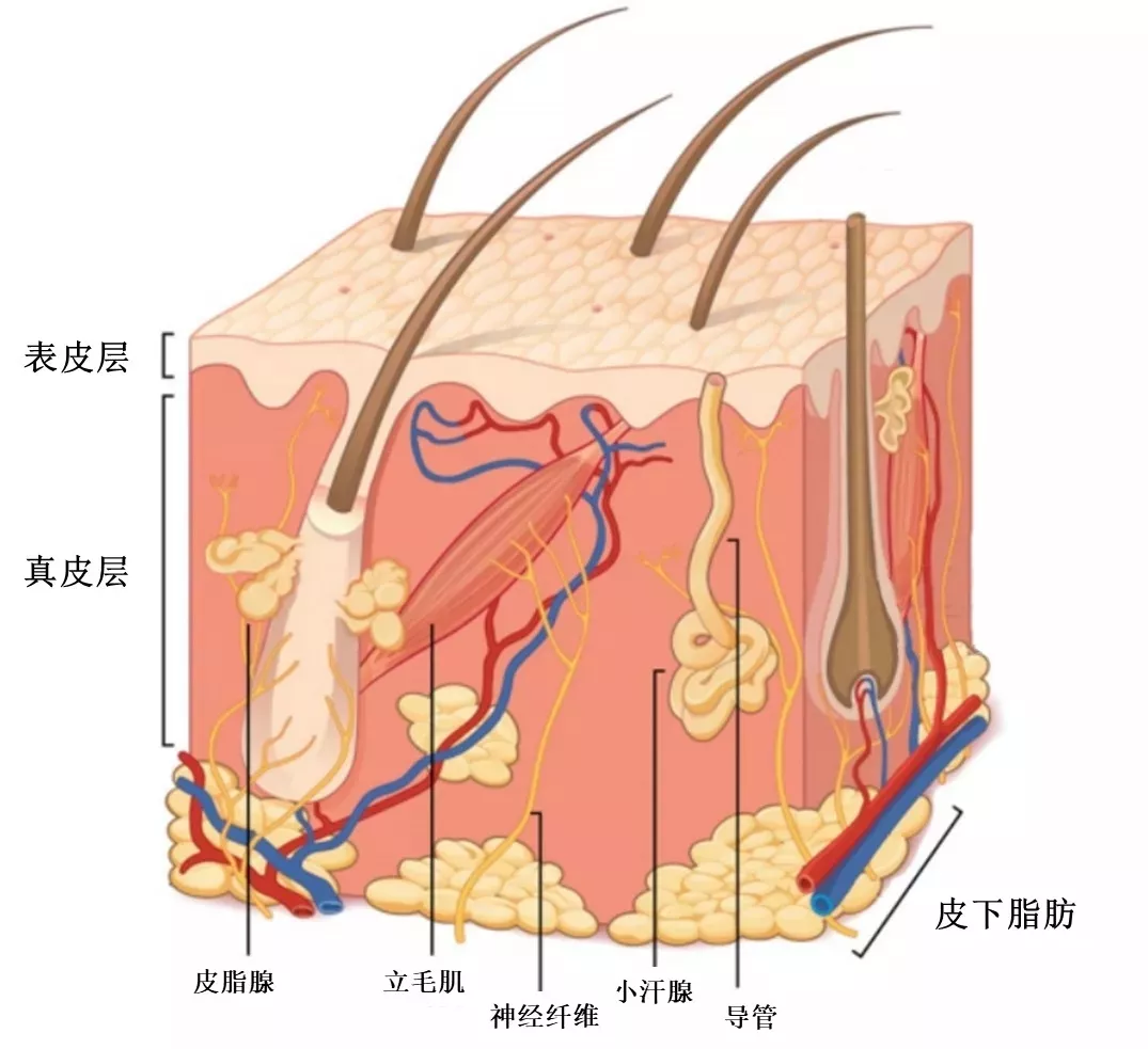 我们常说的"毛孔",是指毛囊的开口,毛囊侧面挂着的皮脂腺生产出皮脂